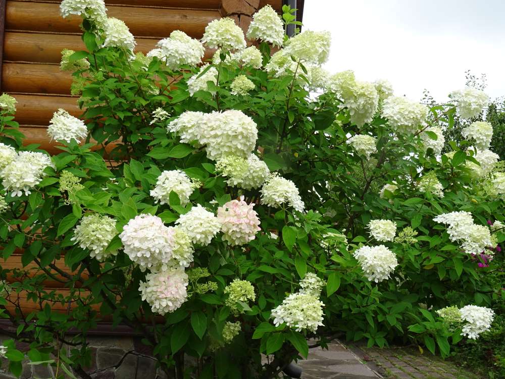 Hortensia 'Polar Bear'